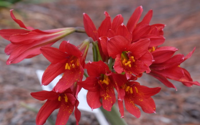 rhodophiala en fleurs