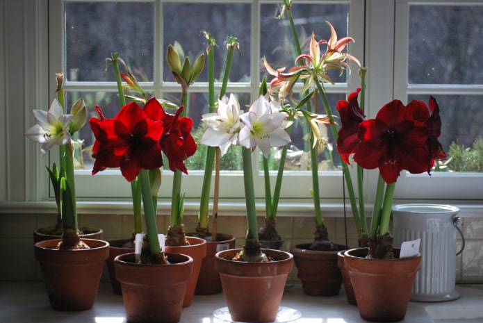 Quelle est la différence entre l'amaryllis et l'hippeastrum