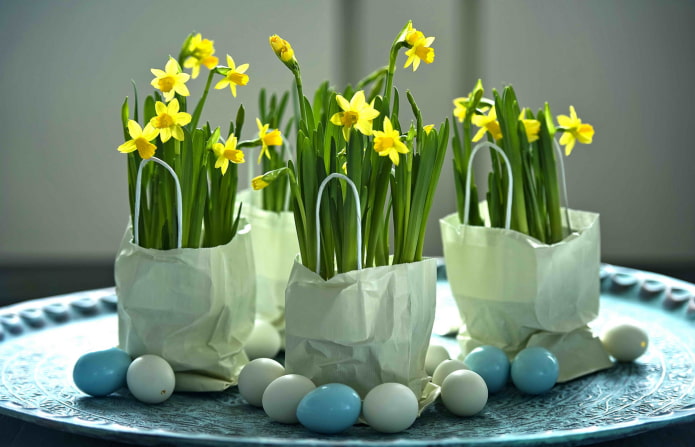 narcissus at home