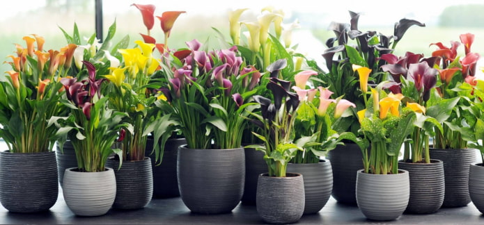 fleur d'intérieur zantedeschia
