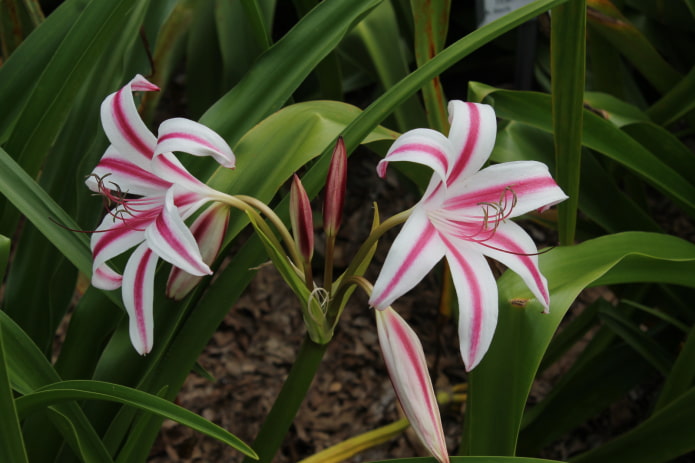 comment fleurit le crinum