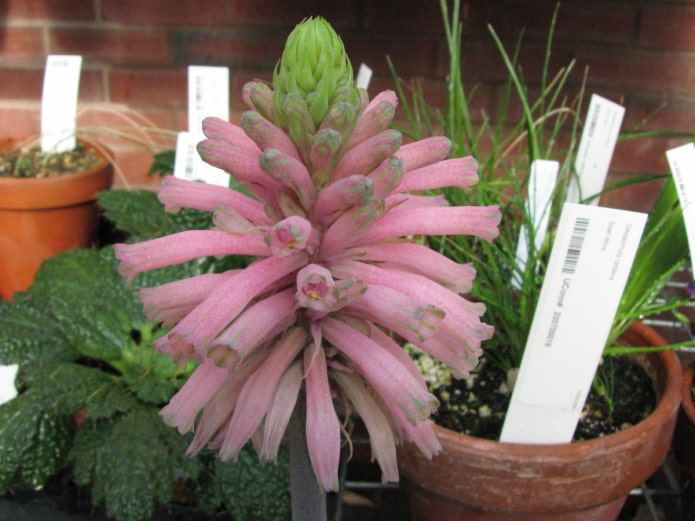 Comment cultiver le veltheimia