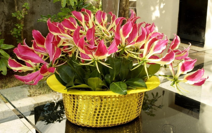 blooming gloriosa
