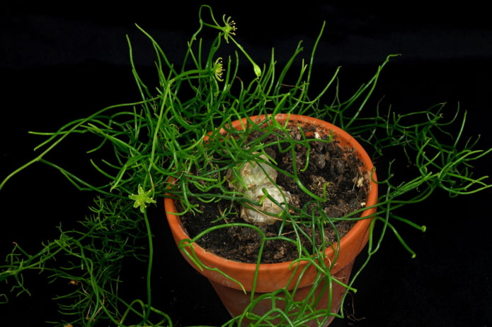 comment planter le boevia