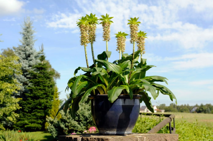 fleur semblable à l'ananas