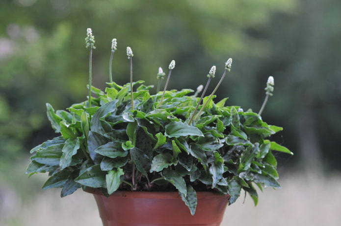 drimiopsis flowering