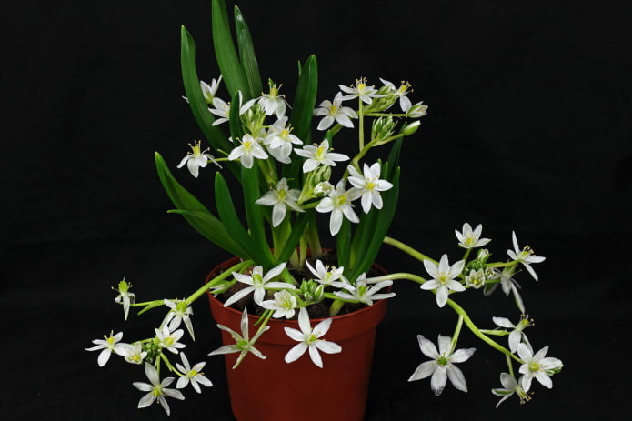 ornithogalum in a pot