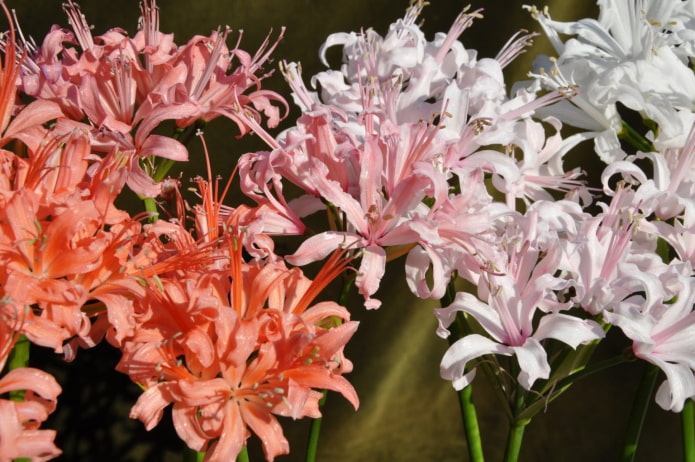 Floraison de la nérine