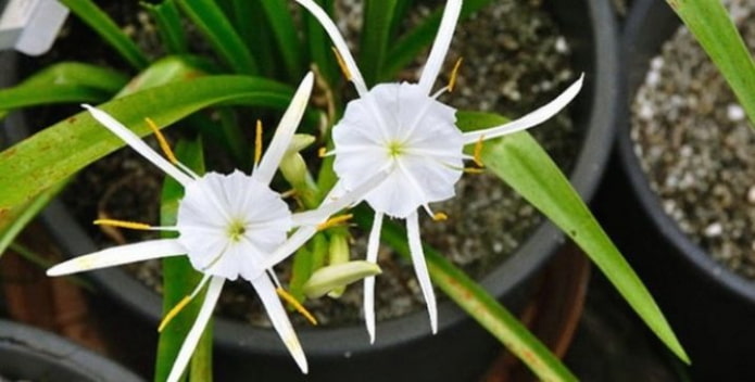 Hymenocallis