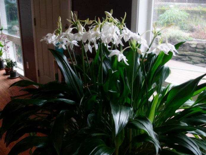 Lys d'Amazonie en pot