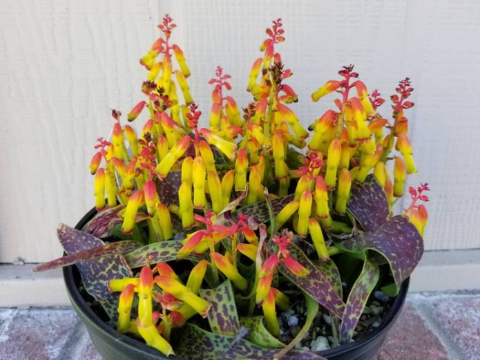 Cultiver des lachenalia à la maison