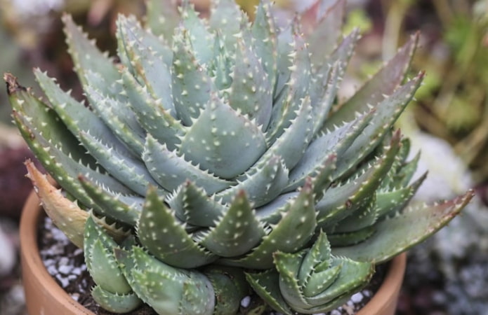 Aloe vera