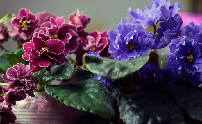 Violet