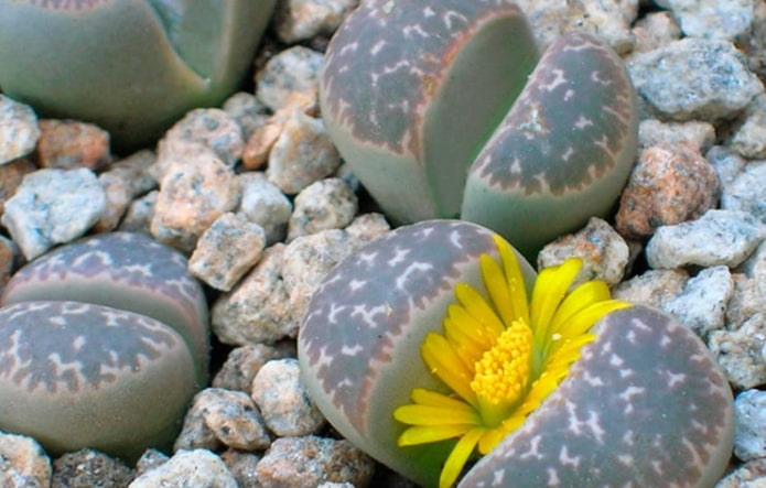 petite succulente