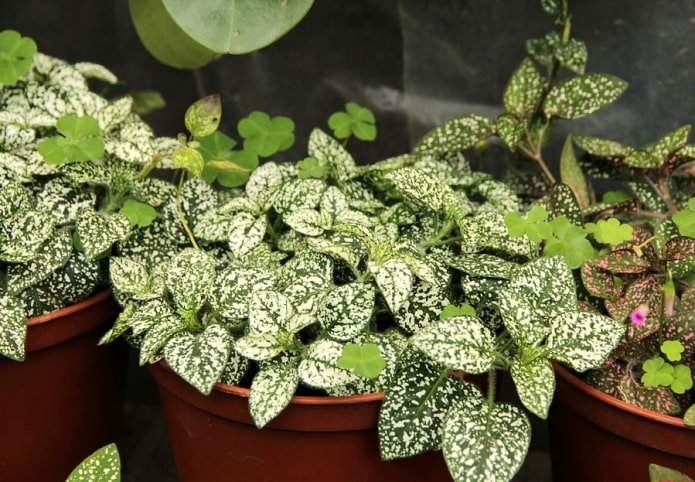 Hypoestes
