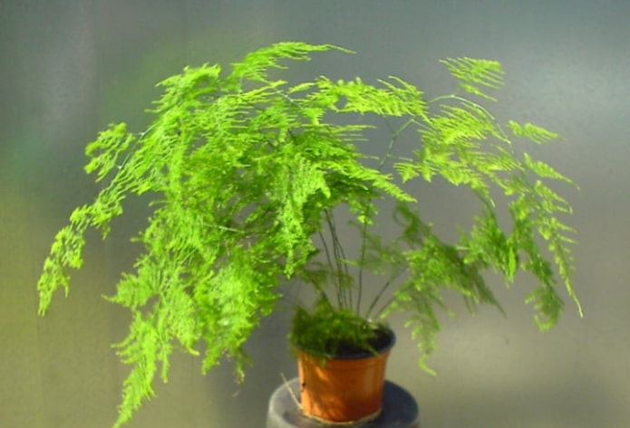 Fern