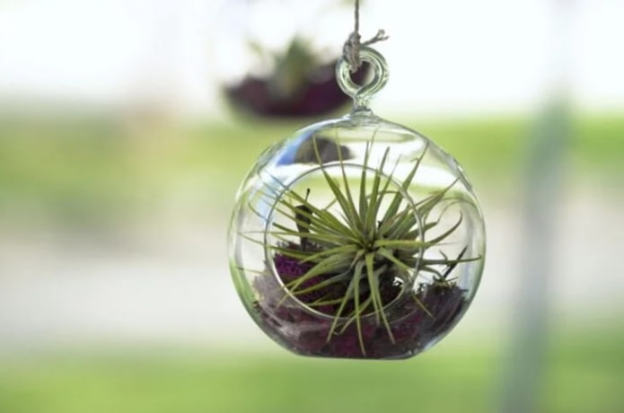 Tillandsia