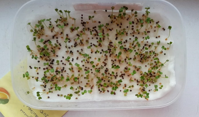 Comment planter des micropousses dans de la gaze