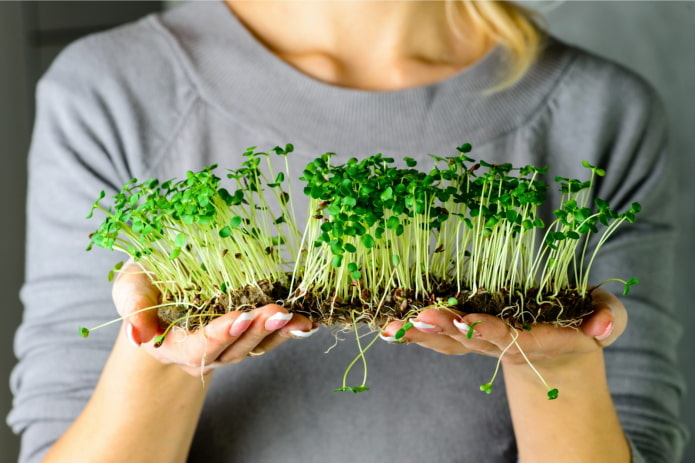 sélection de graines de micro-pousses