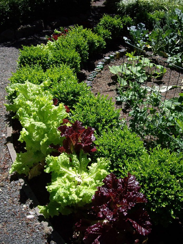 vegetable mixborder