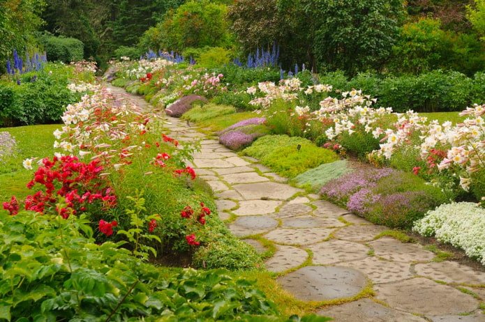 fleurs le long du chemin