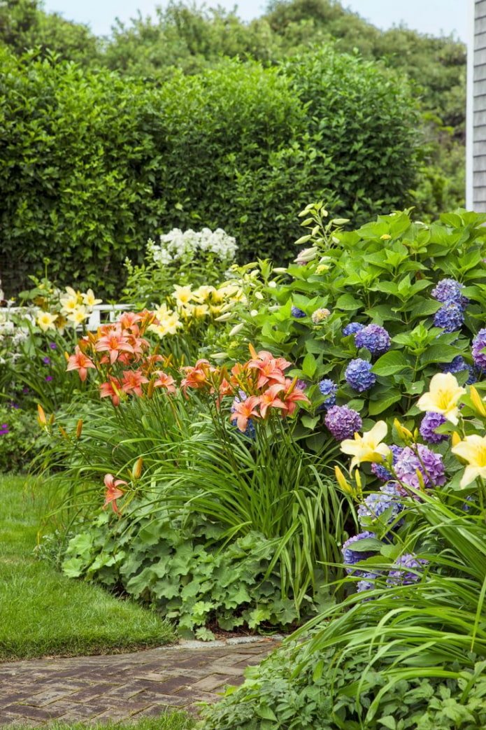 lys dans un mixborder