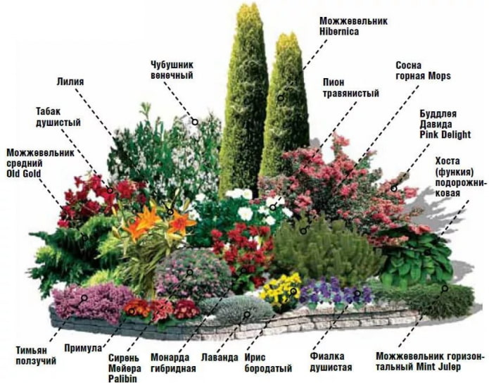 mixborder avec lilas