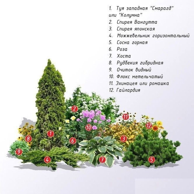 composition de plantes de conifères