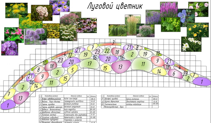 meadow flower mixborder