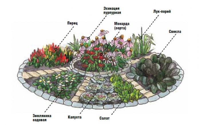 parterre décoratif avec betteraves