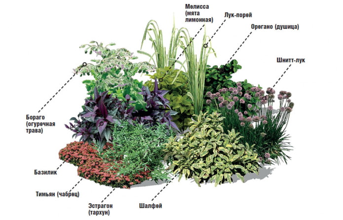 herbes aromatiques dans un mixborder