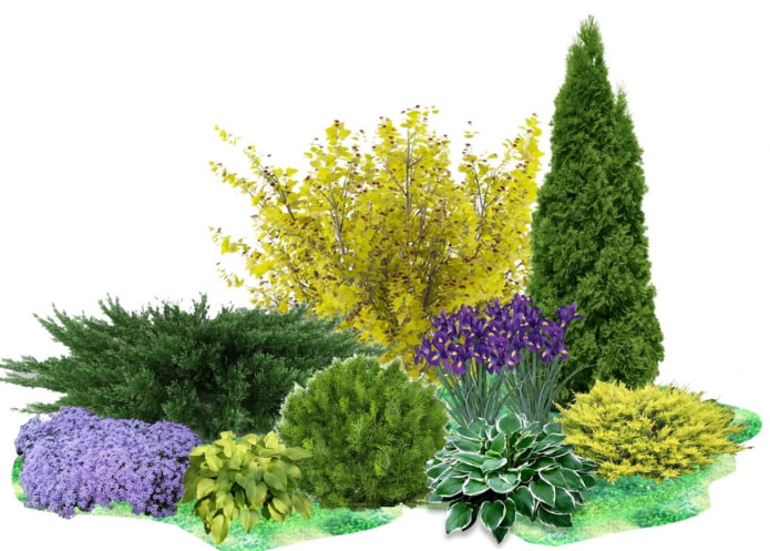 composition végétale dans le jardin