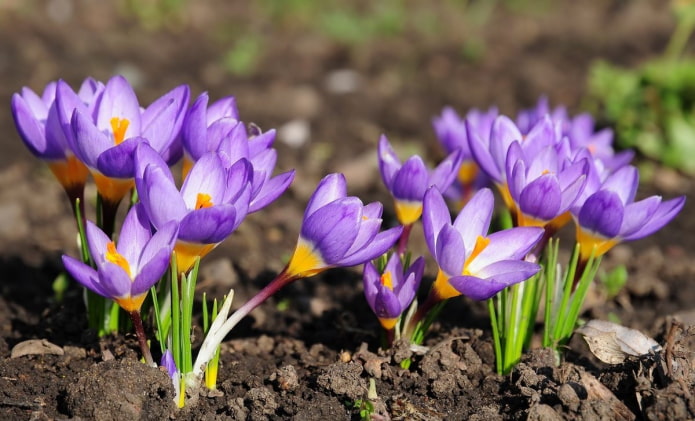 Crocus pour la datcha