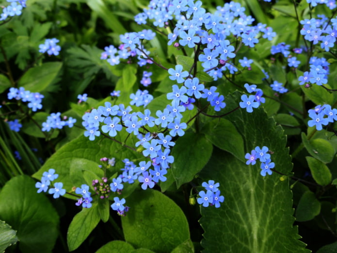 Myosotis