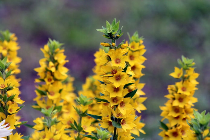 Verveine