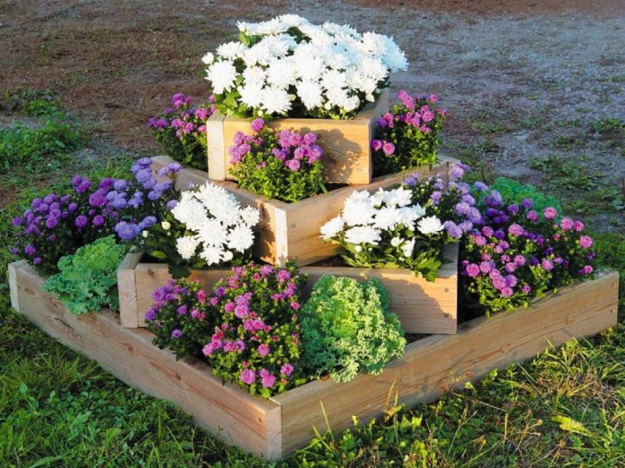 flowerbed in a flowerbed