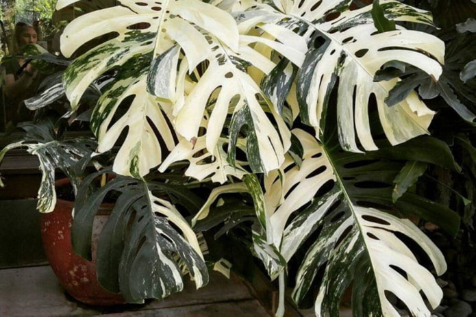 monstera