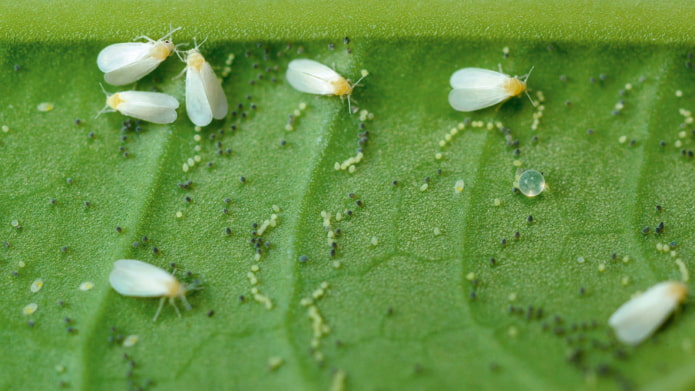 Comment se débarrasser des aleurodes