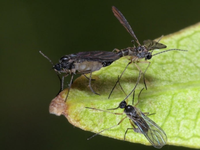 Comment éliminer les moucherons noirs des fleurs