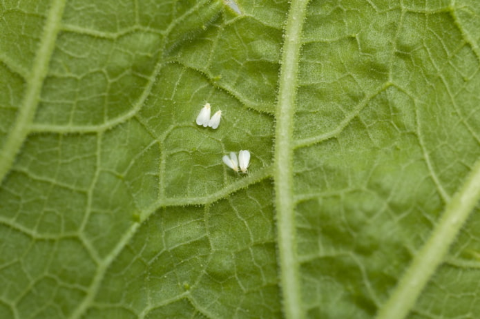 comment prévenir l'apparition des moucherons dans les fleurs