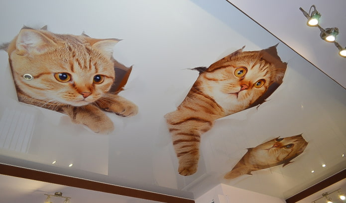 plafond avec des chatons
