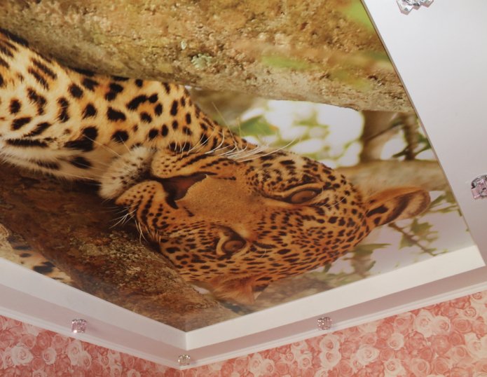 plafond tendu avec une image de léopard