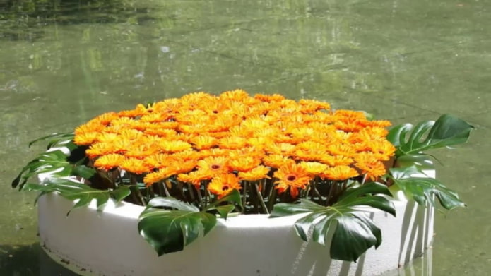 flowerbed on water