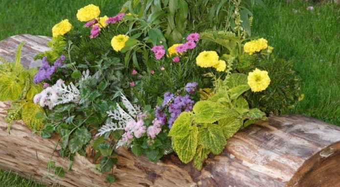 parterre de fleurs dans une bûche