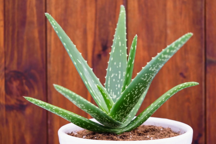 Aloe en pot blanc