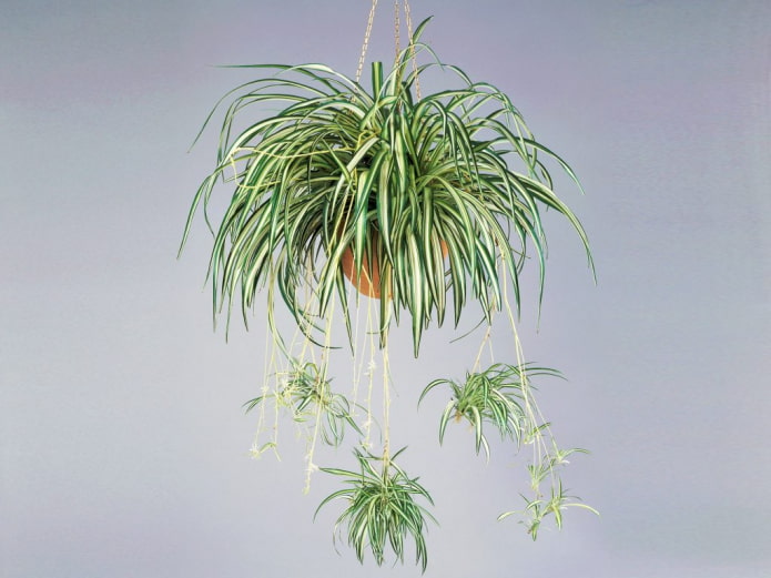 Chlorophytum en pot suspendu