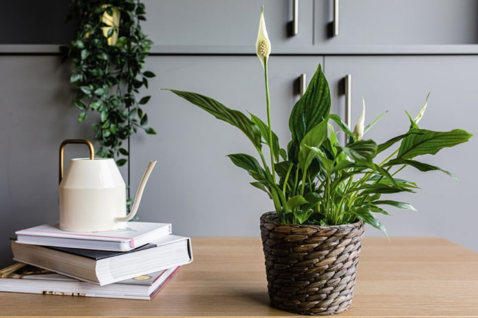 Spathiphyllum dans un pot de fleurs en osier