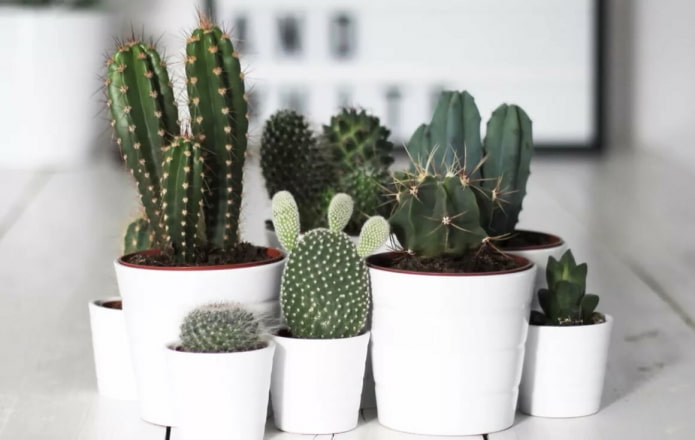 Cactus en pots blancs