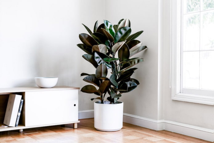 Ficus à feuilles de caoutchouc dans un pot de fleurs blanc