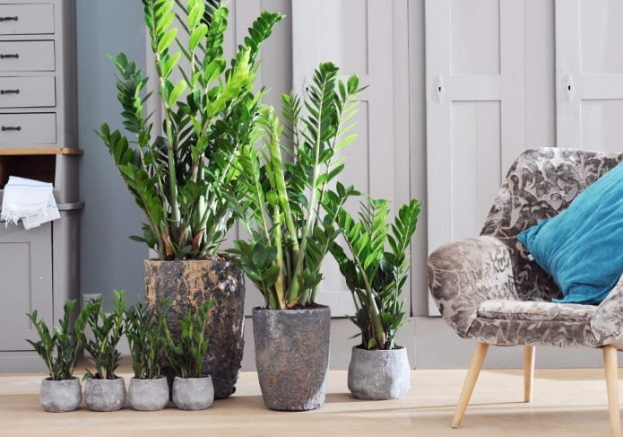 Zamioculcas